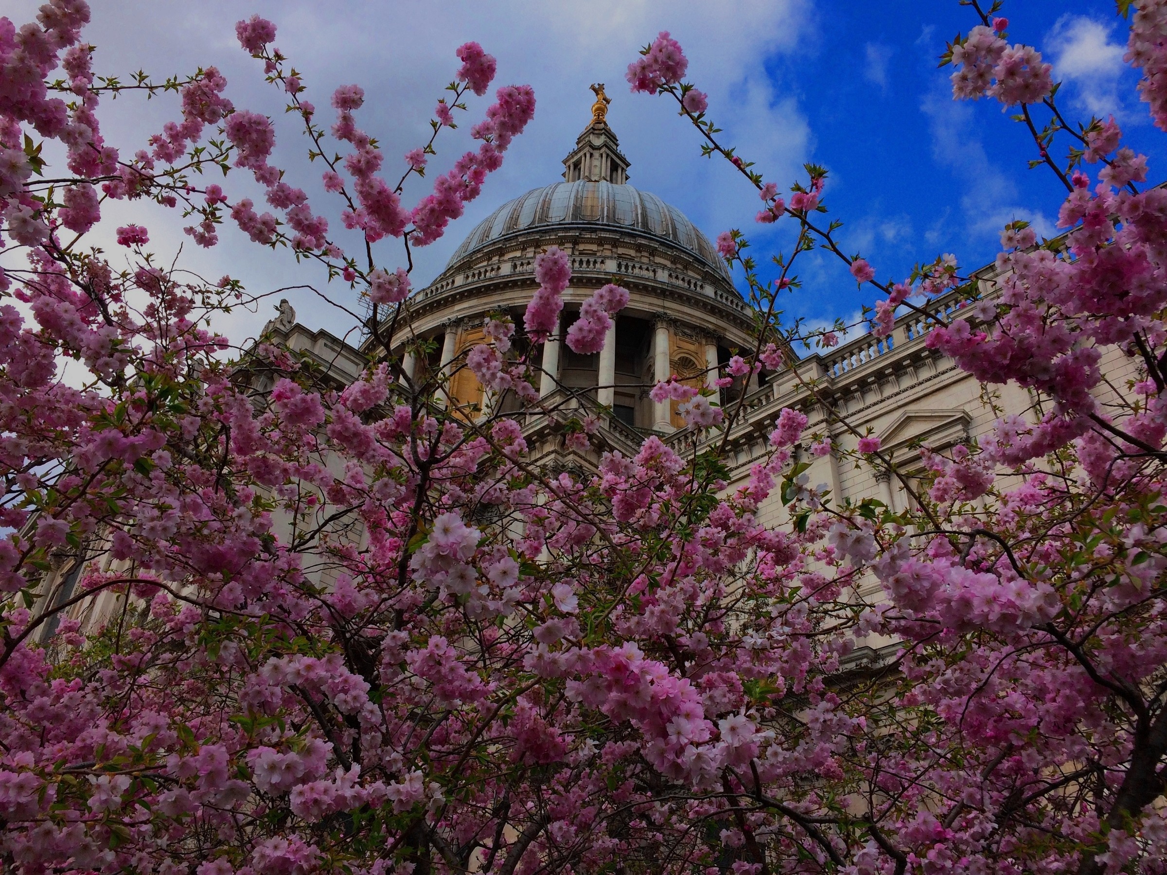 the dome in spring with flowers