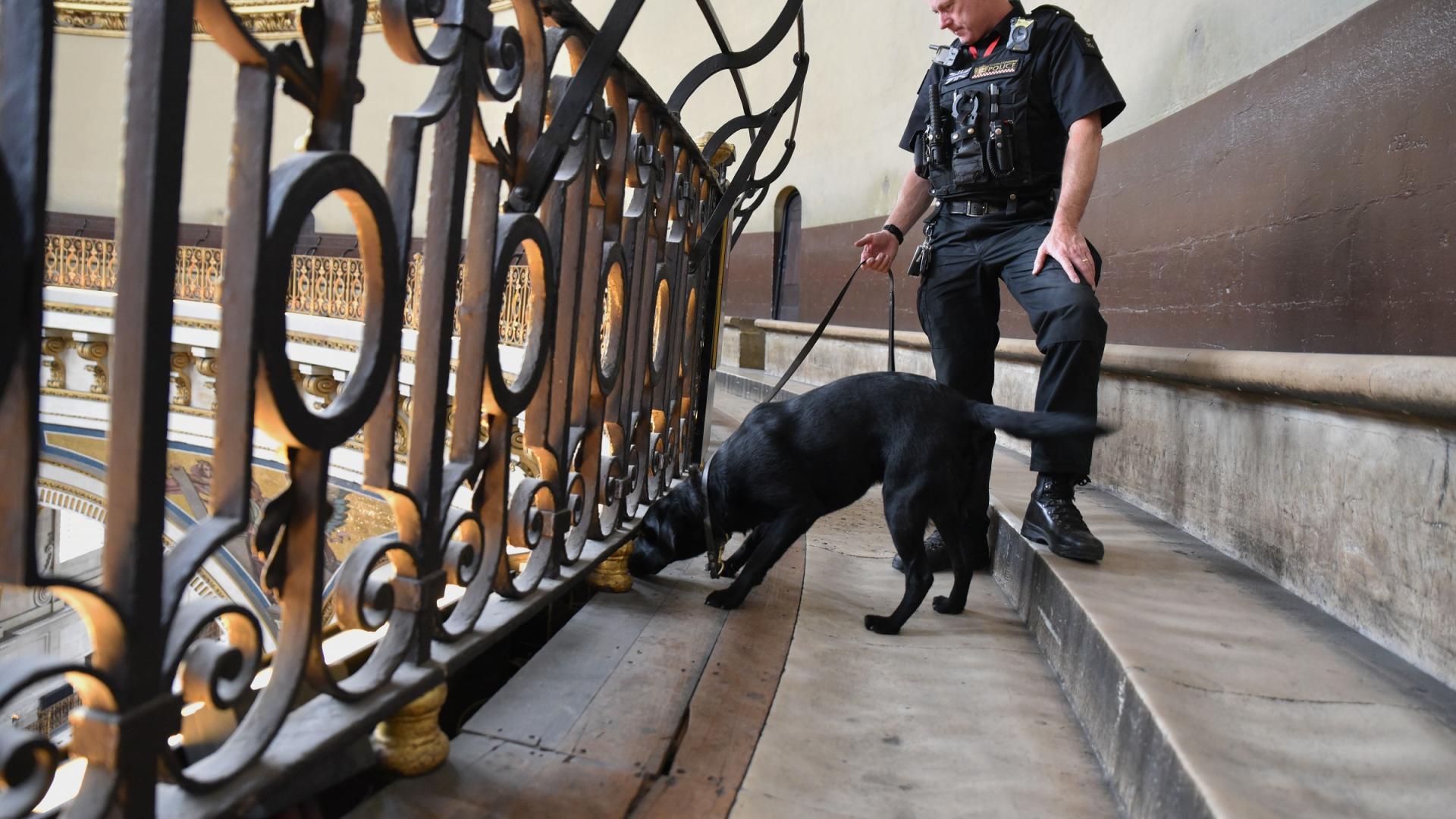 police guard dog security safety search