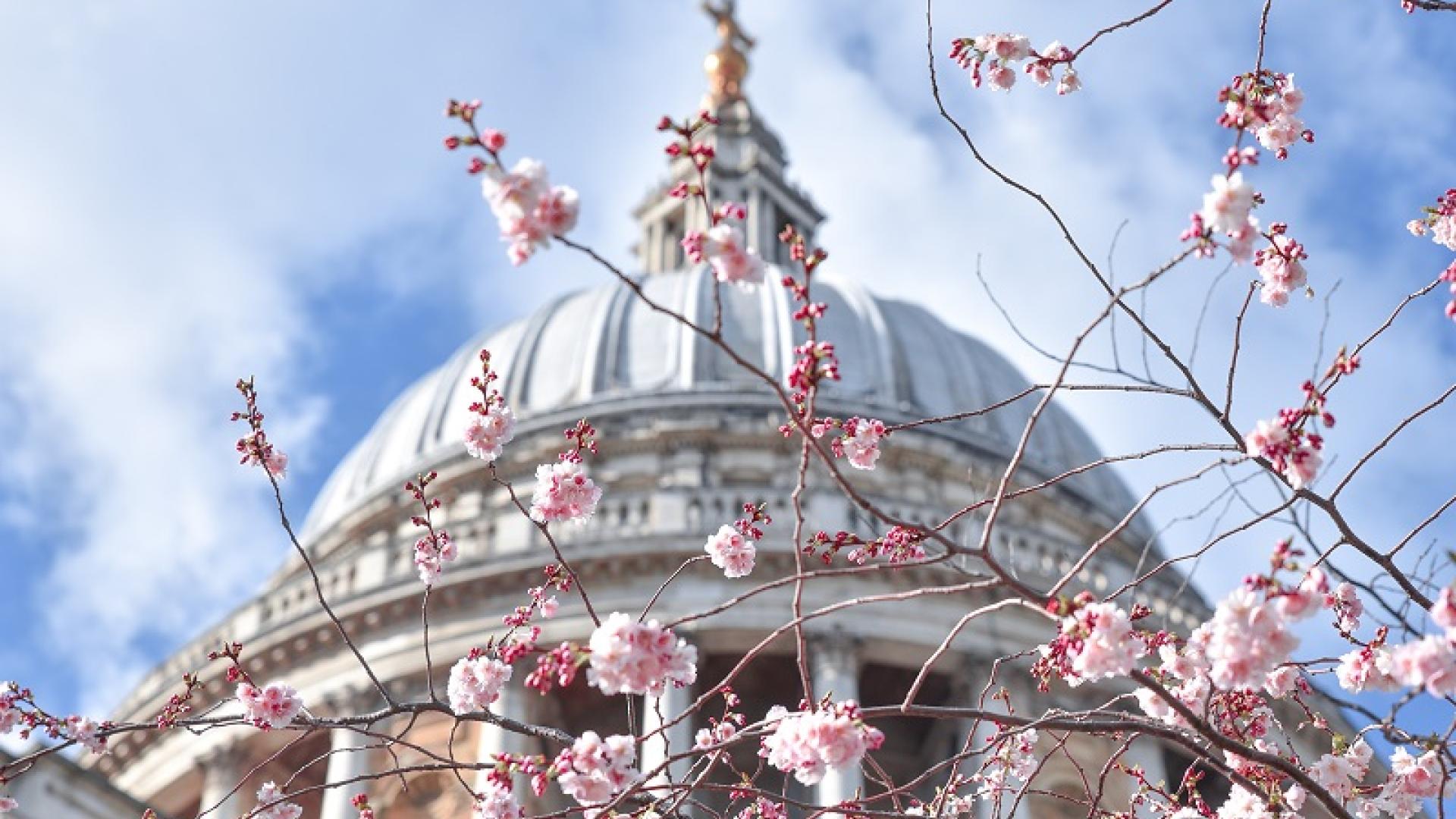 The dome of St Paul's with blossom in the foreground