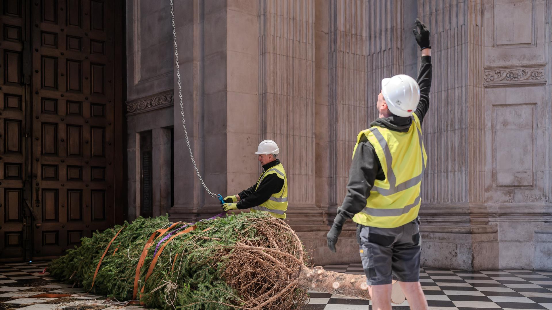 a photo of a large christmas tree being lifted in to place inside St Pauls Cathedral with two men in hard hats supporting the tree