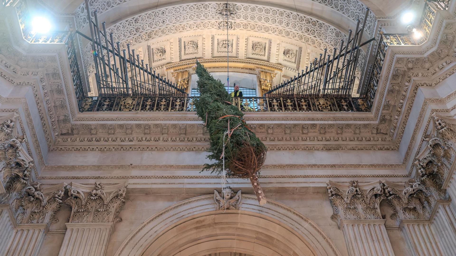 A christmas tree suspended from the gallery at St Paul's Cathedral as it is lifted into place