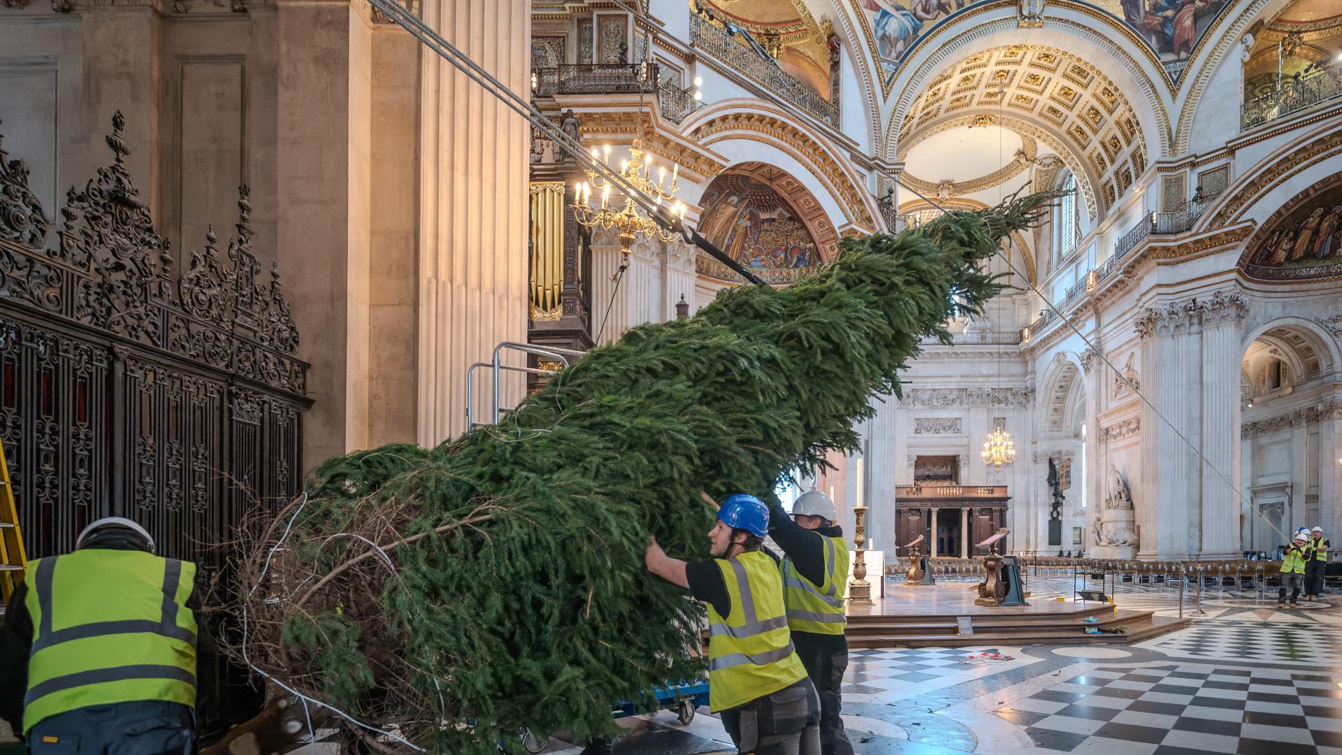 a photo of a large christmas tree being positioned by three people in hard hats inside St Pauls Cathedral