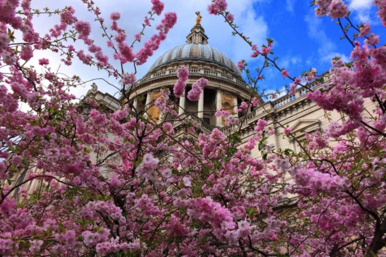 Dome through cherry blossom tree