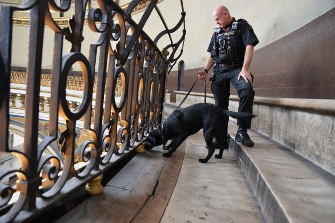 police guard dog security safety search