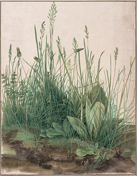 Albrecht Dürer- The Large Piece of Turf