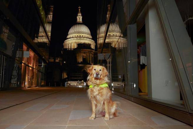 A Guide Dog sitting down, with St Paul's Cathedral in the background