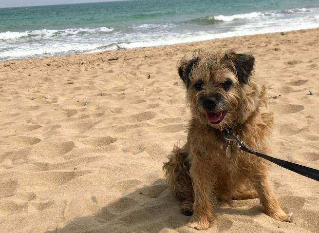 Ruby the school dog; a Border Terrier