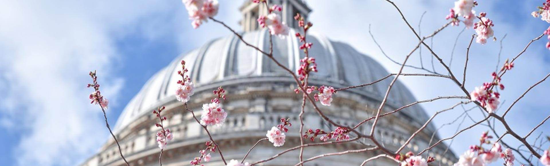 The dome of St Paul's with blossom in the foreground