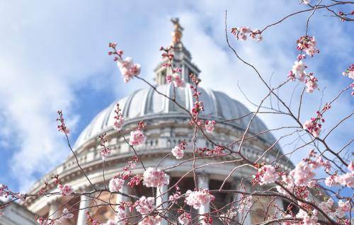 The dome of St Paul's with blossom in the foreground