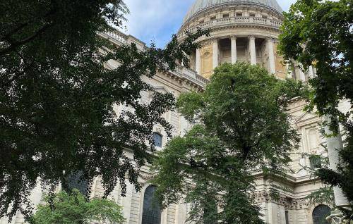 Looking up towards the dome through trees from the north east side of the cathedral